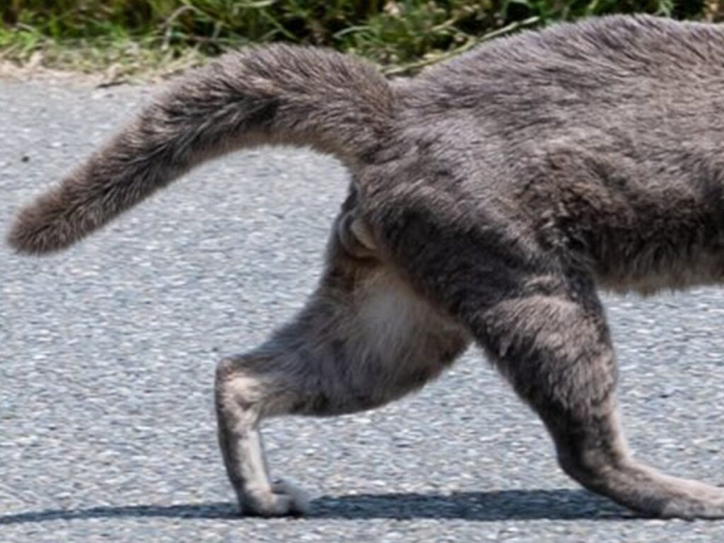 ティラノサウルスにゃーんちゃん