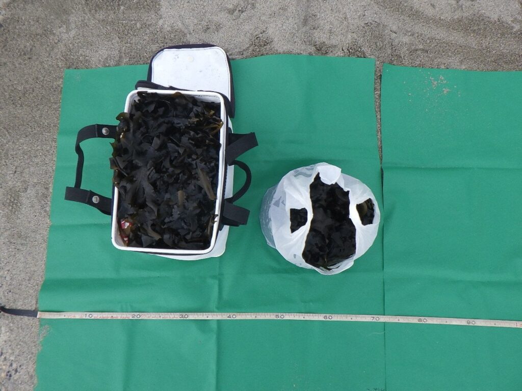 海上保安官が「ワカメを採るのをやめなさい」と注意したものの「ワカメを持って帰る」とワカメ狩りを続けていたため現行犯逮捕