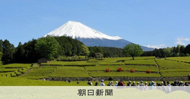 住民が守った富士山と茶畑 かつての耕作放棄地に年間6万人、CMも 静岡県富士市