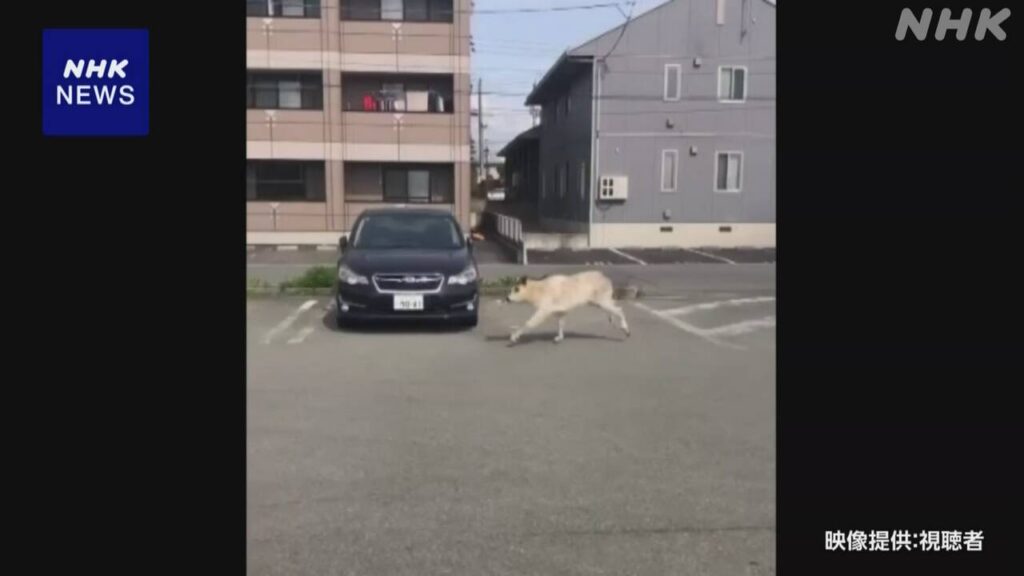 山形 住宅地にカモシカ 角に接触し70代女性けが 捕獲される - nhk.or.jp