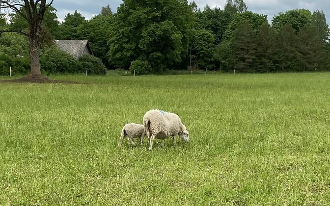 タルトゥ郡では、オオカミは春ごとに非常に大きな休憩をしました