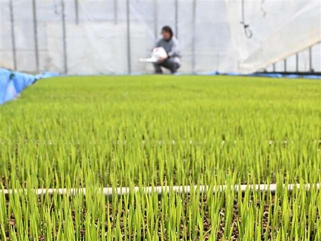 「あきたこまちR」が県内各地で育苗すすむ