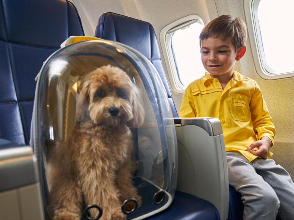 飛行機、すべての犬、猫はキャビンを旅行することができます。大きなものも座席を占有することができます