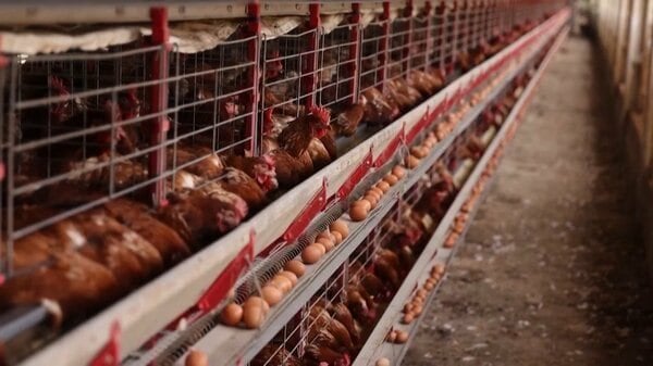 ブラジル南部の養鶏場で鳥インフルエンザ検出…世界各国への鶏肉輸出を一時停止すると発表 長引けば日本にも大きな影響が及ぶ可能性も