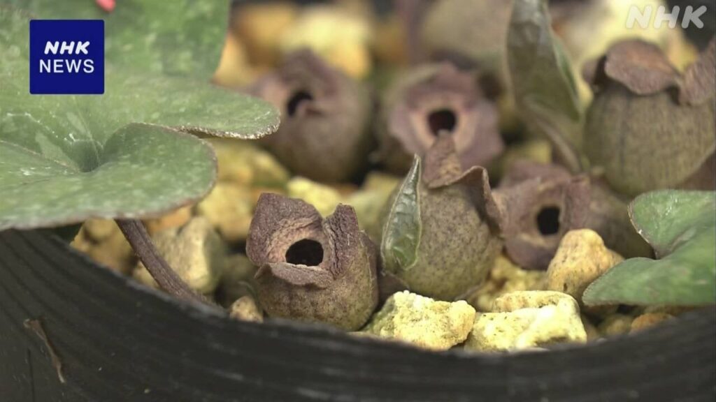 花から悪臭を放つ植物 進化の過程の一端を解明