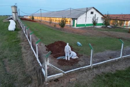 検出自治体の鶏肉輸入停止　日本、ブラジル鳥インフル - 琉球新報デジタル