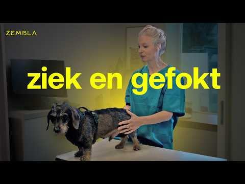 病気の犬が法律に違反してどのように飼育されているか| Zembla