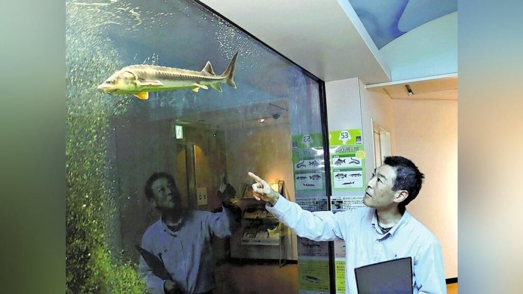 宍道湖でチョウザメ捕獲…自然に泳いでくることは考えにくく