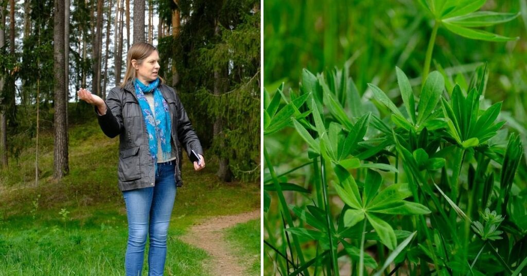 Hagforsの兄弟は侵略的な植物をクリアしました-40,000セクのために