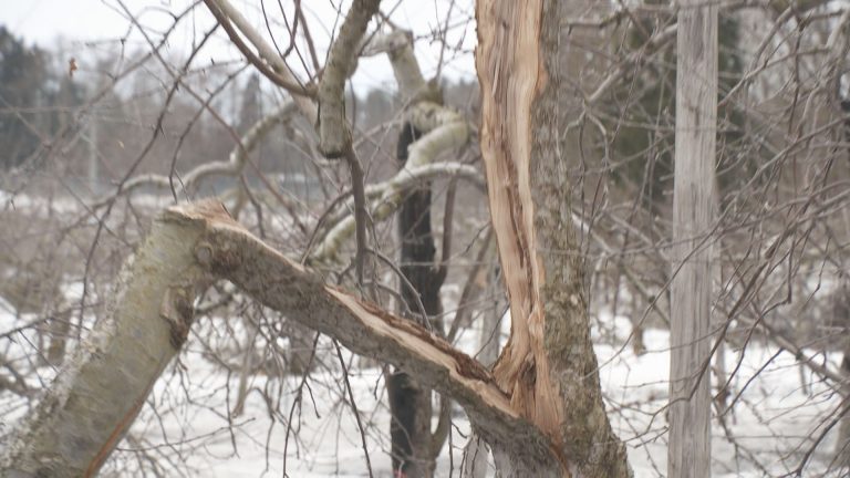 【速報】豪雪による青森県内の農業被害額214億8100万円 過去最大の被害額 - ABA青森朝日放送