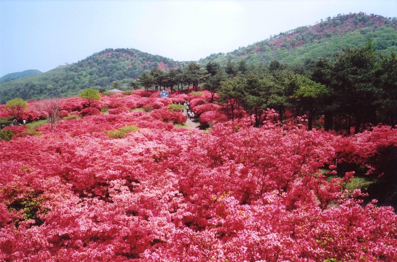 見渡す限り朱色に染まる山、5月中旬～下旬にしか見られない！ 宮城県の旅先おすすめスポット (2025年5月5日) - エキサイトニュース