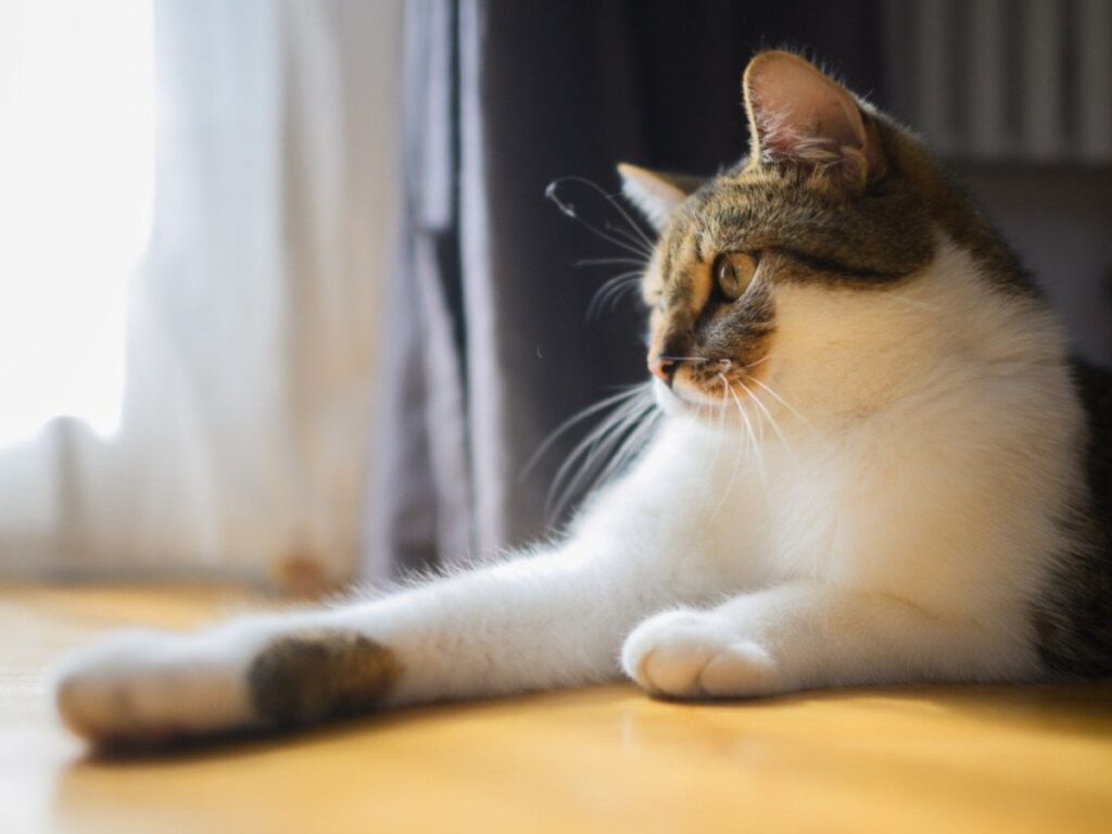隣人の猫を養うために法廷でスイスの年金受給者