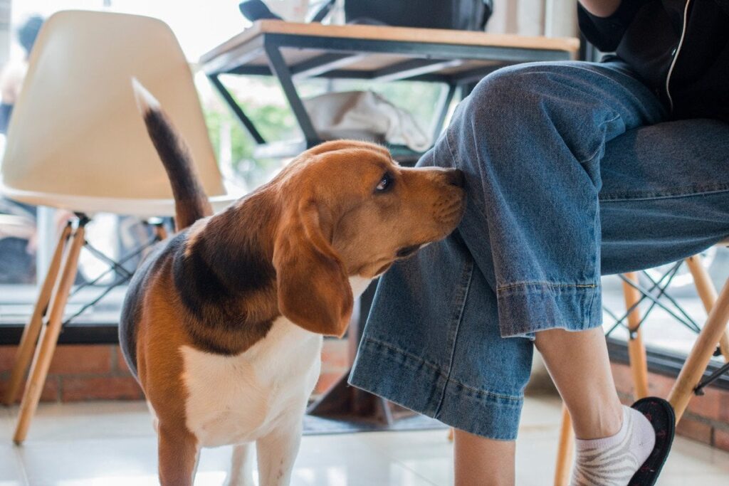犬が『股間を嗅いでくる』心理5選 飼い主の股を執拗に嗅ぐ理由や対処法まで