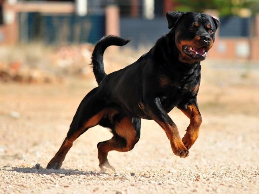 問題のある犬、「ライセンス」でロンバルディアで全会一致で投票してください。 27レースの強制コース