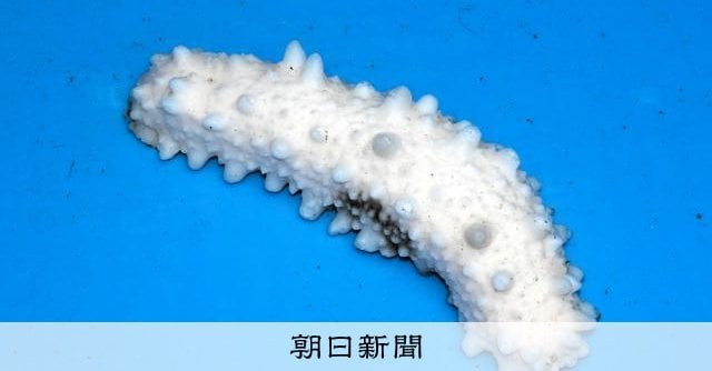 漁師さんもびっくり、雪のように真っ白なナマコ 北海道標津町で展示