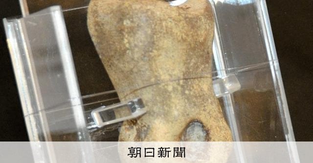 「変な形の石」は化石、小学６年の双子が海岸で 半世紀ぶりの発見