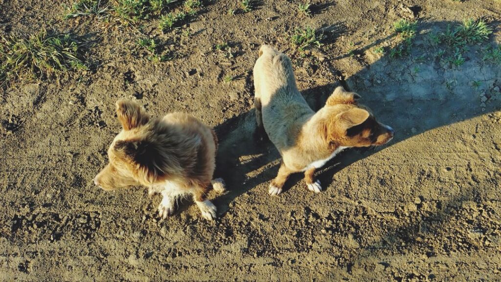 私の犬はいいですか？