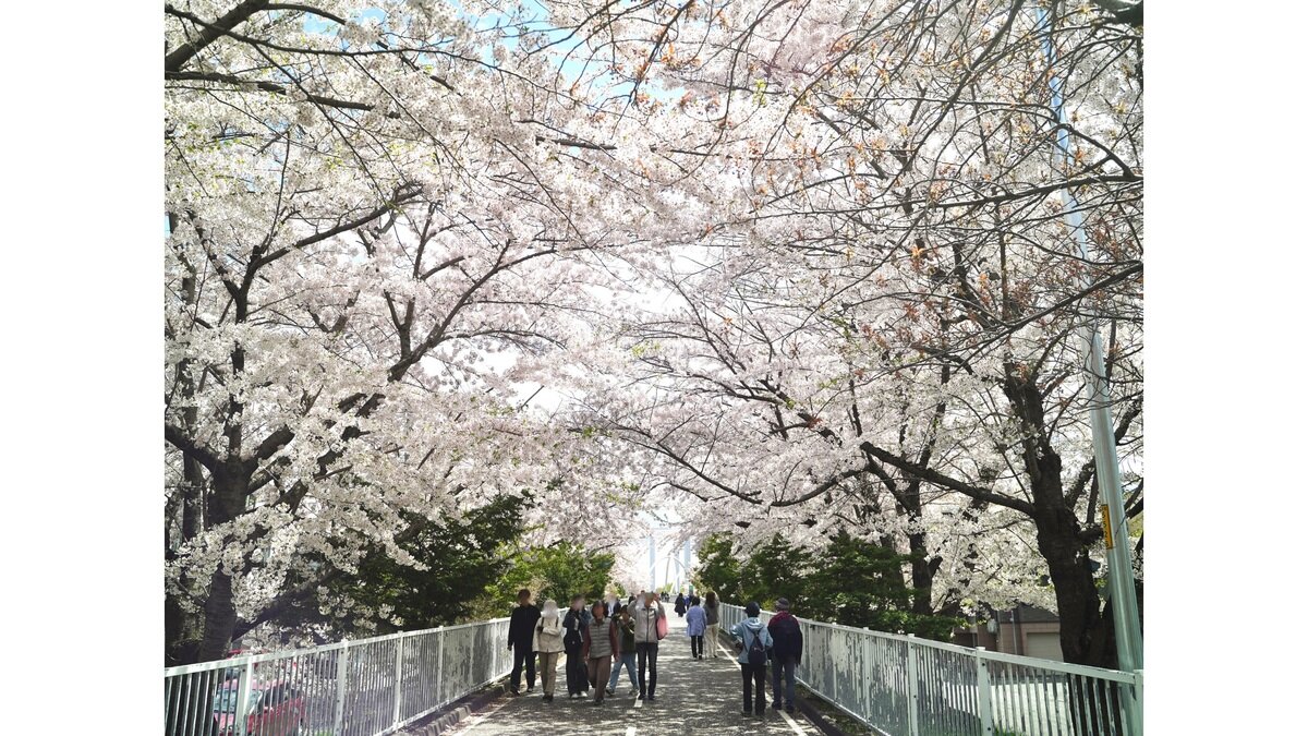 札幌桜⑧小.jpg