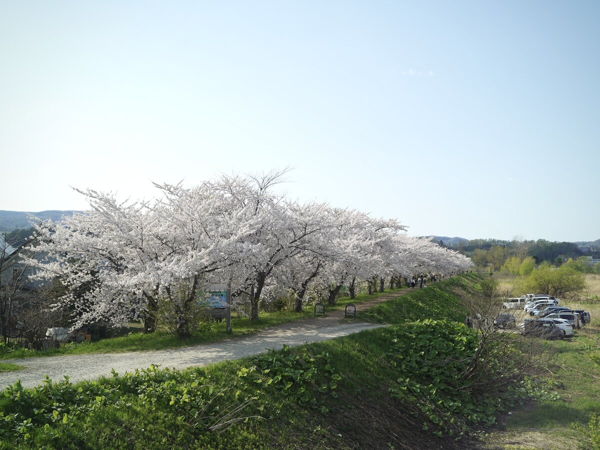 余市桜①.jpg