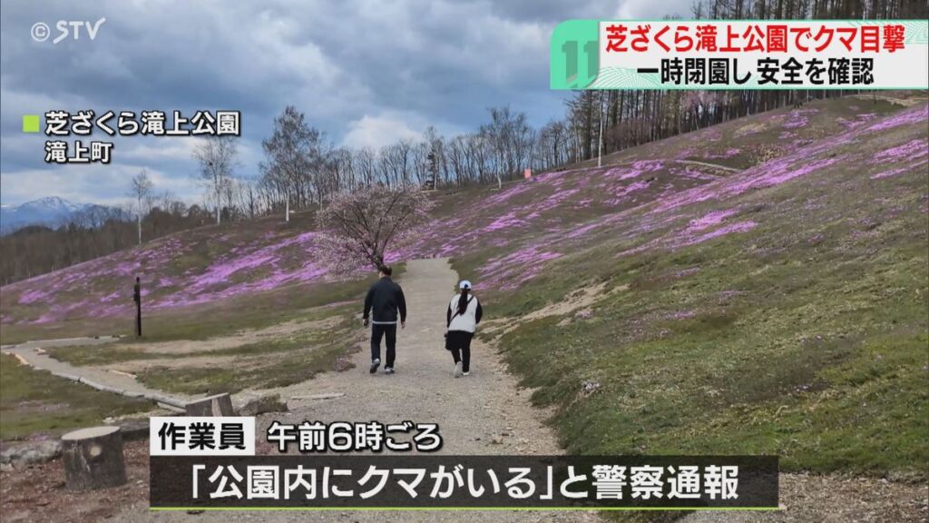 【速報】クマが公園内走りまわる 足跡も… あすから開催“芝ざくらまつり”は予定通り 北海道(2025年5月6日掲載)|STV NEWS NNN 共有