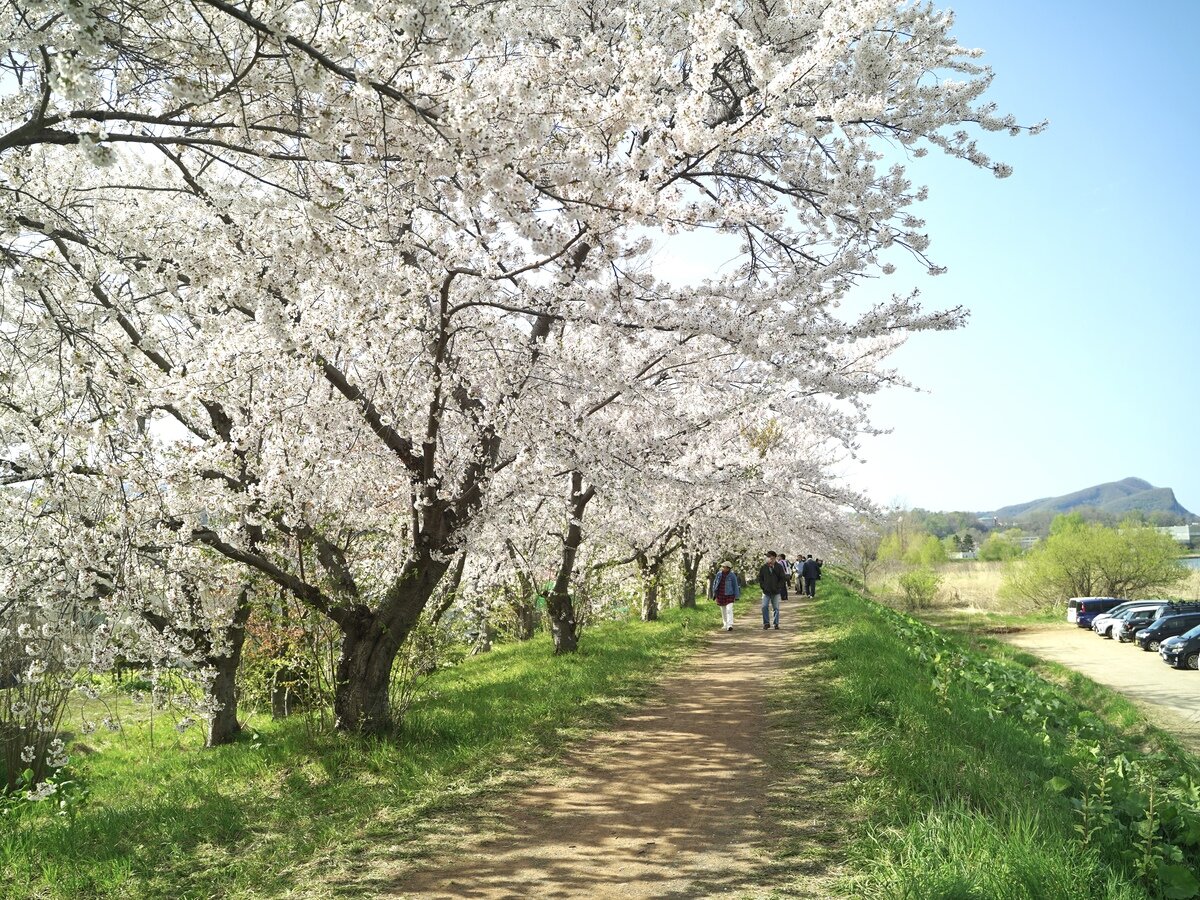 余市桜④.jpg