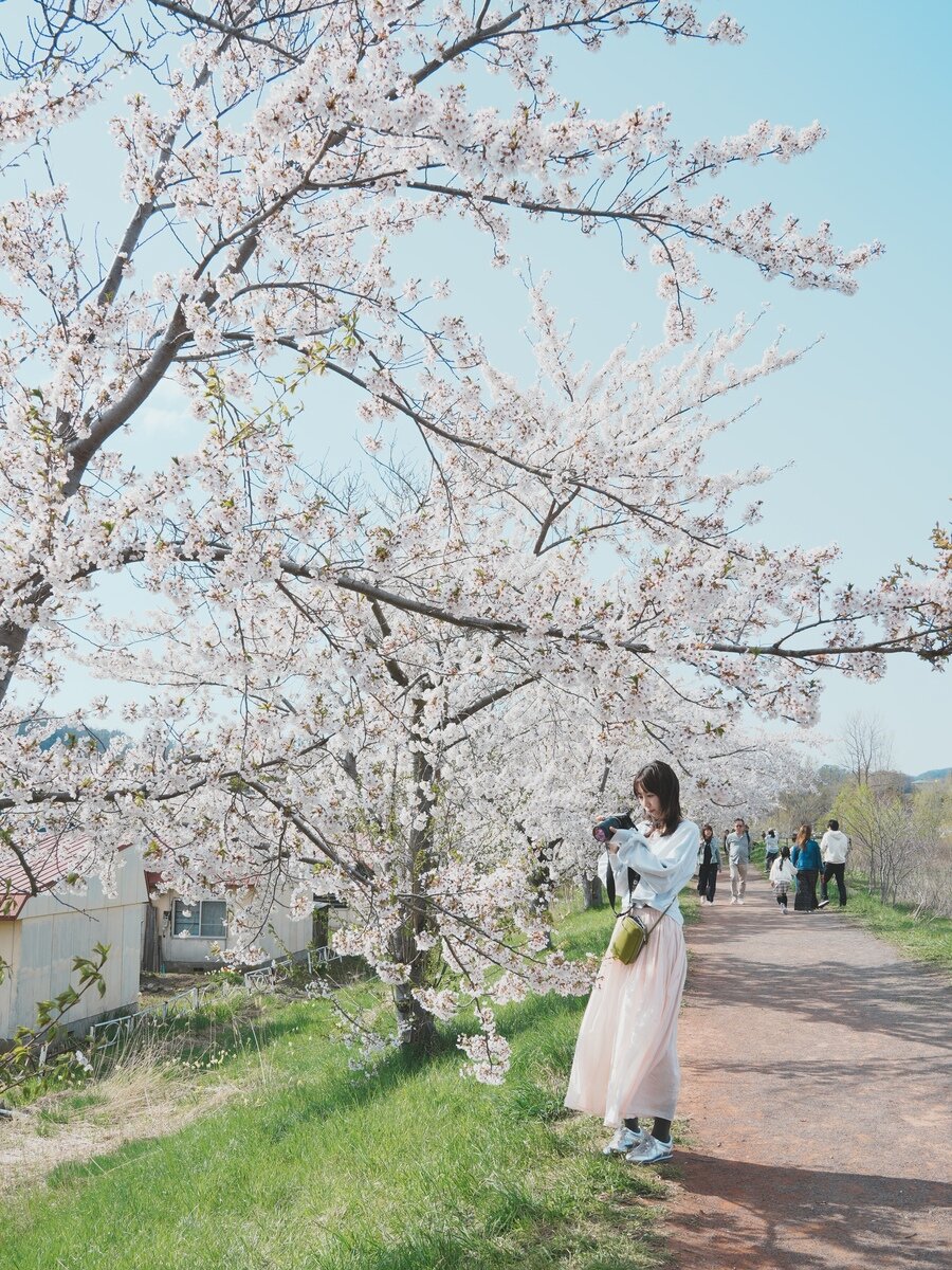 余市桜③.jpg
