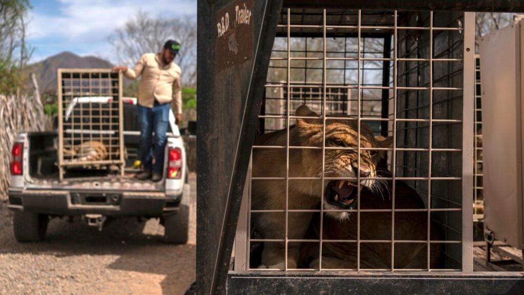 保護区の動物たちも逃げ出す、ギャングの暴力横行する土地から大移動　メキシコ・シナロア州 - CNN.co.jp