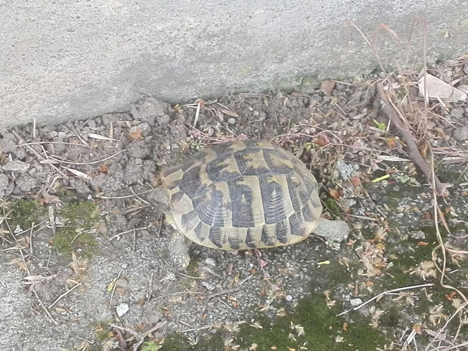 このタートルの認識はありますか