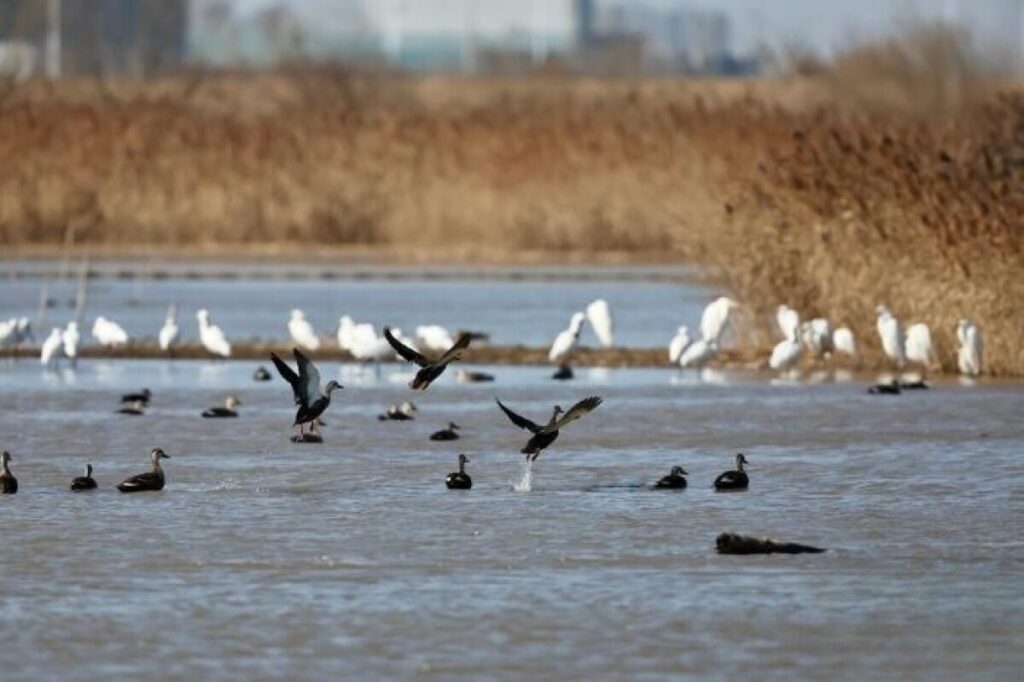 生物多様性都市の浙江省紹興市、これまでに5954種の生物種を発見―中国