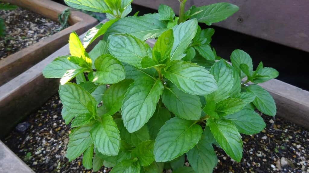 庭にモヒートミントを植えればモヒート飲み放題ではないかと実践した。