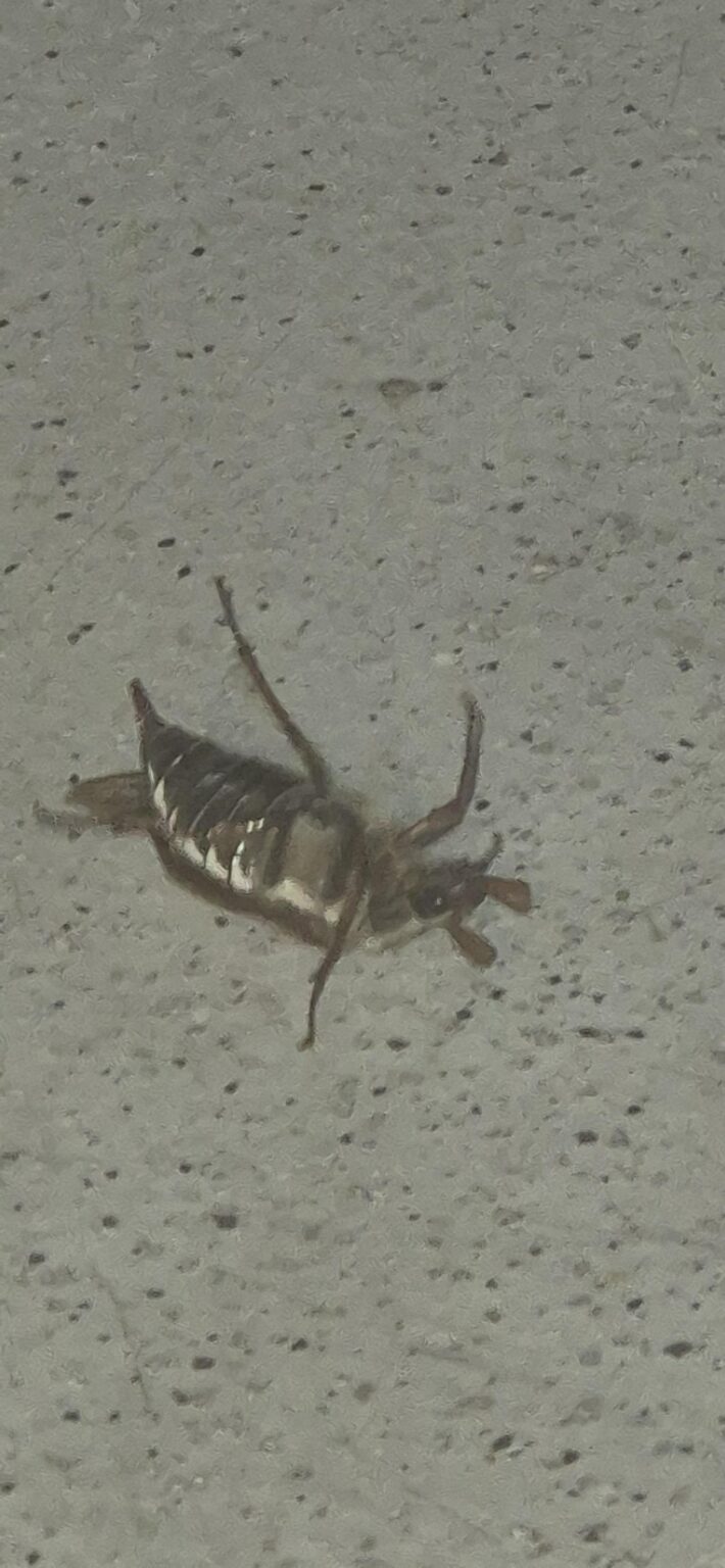 このバグは何ですか？