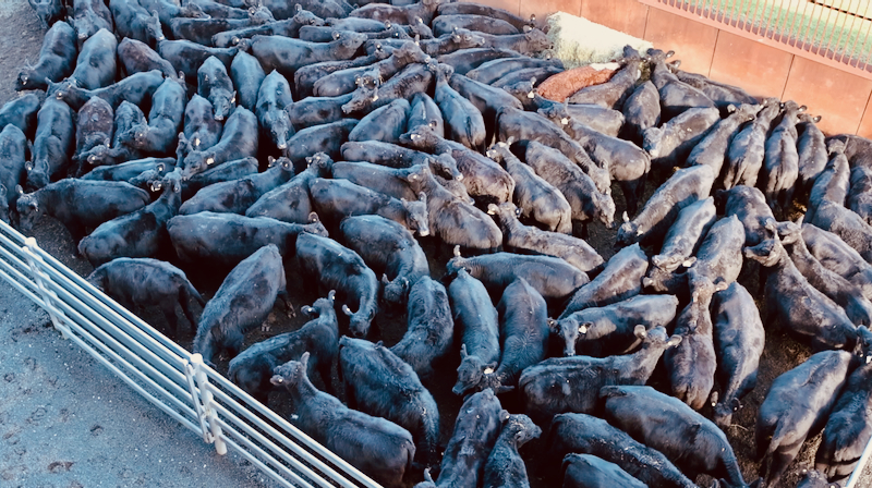 スクリーンショット 2025-05-15 5.58.03