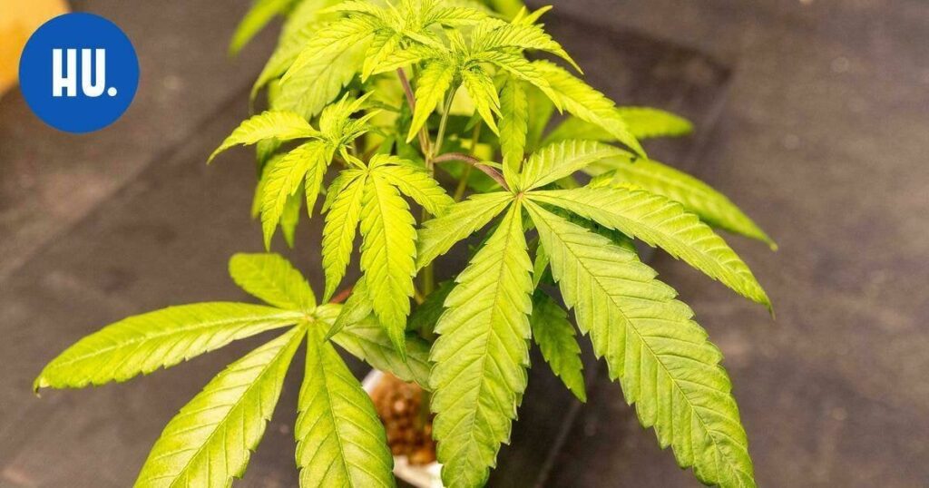 ヘルシンキからの挨拶！私たちの地元のニュースは本日、タリンの平均的な人は毎日480個の大麻を消費していると語っています。
