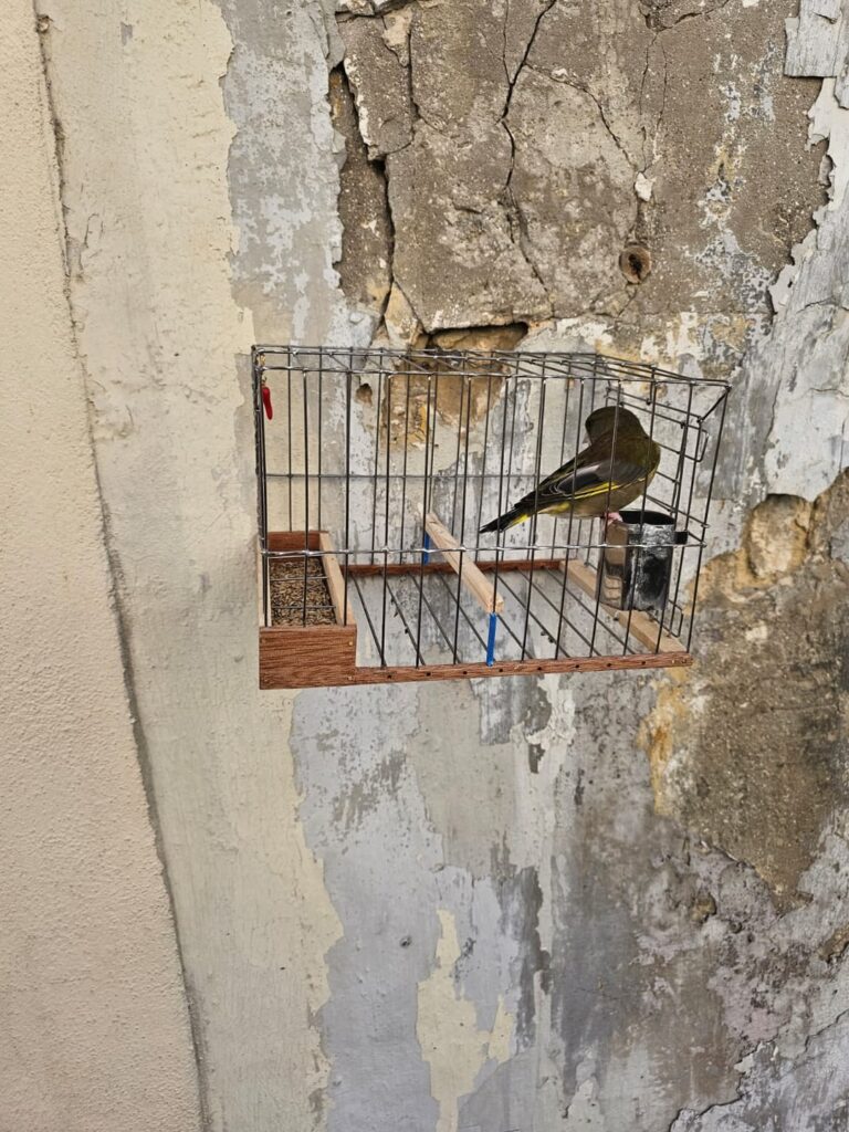 セングレアのこの雄牛*が、すべての人生で住んでいるわずかなケージで鳥と一緒に伝統のヒットをしています。あなたたちは狂っていますか？