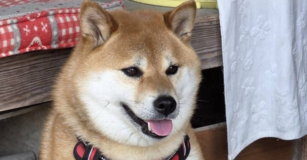 シャンプーした柴犬、乾かしたら“ふわふわ”ではなく……　飼い主驚がくの姿に「今年1番笑った」「そうはならんやろ」と370万表示（1/3 ページ） - ねとらぼ - ねとらぼ