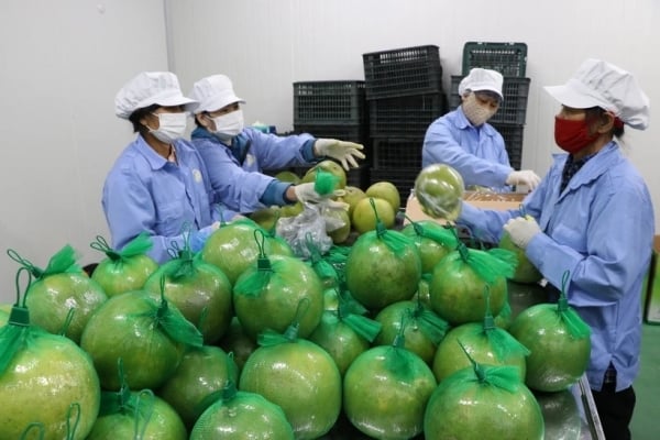 Vietnam.vn - Nền tảng quảng bá Việt Nam