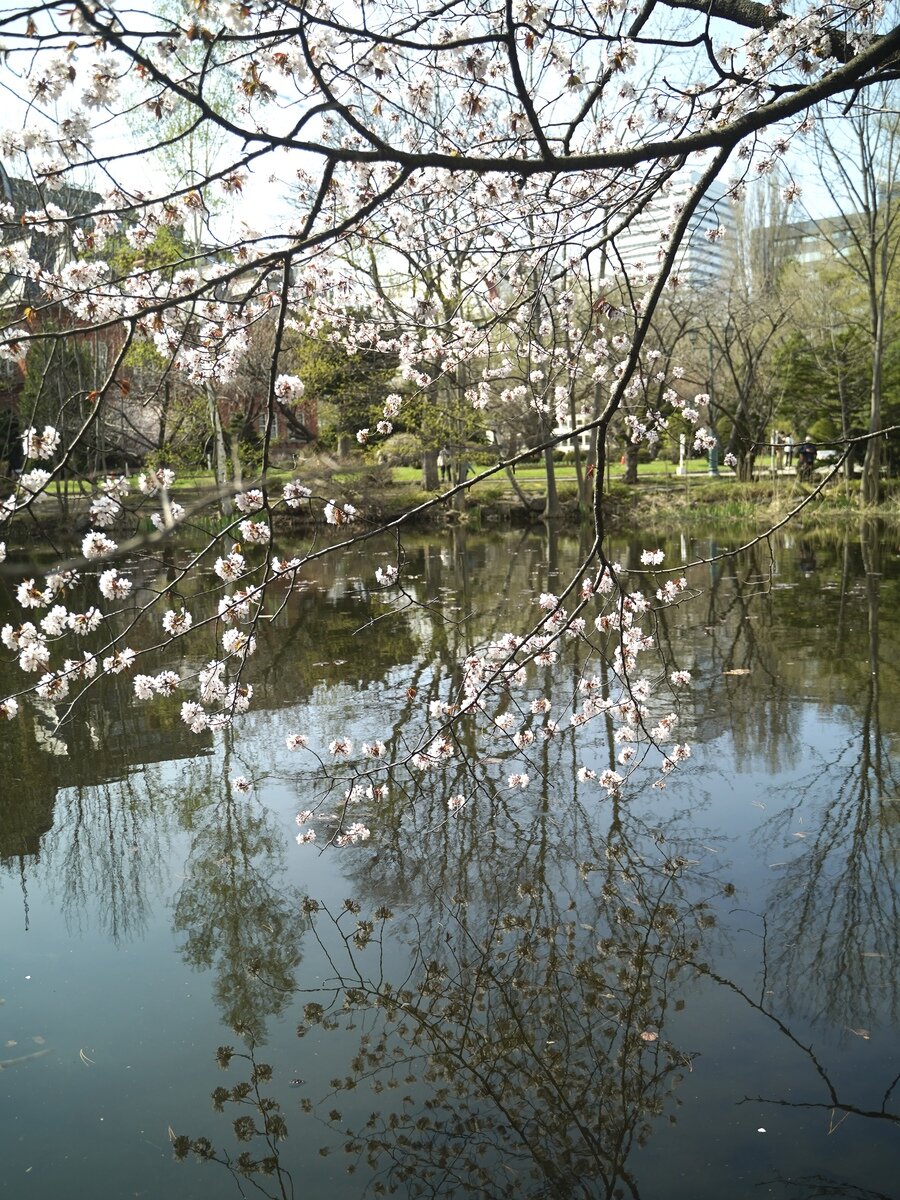 札幌桜⑤.jpg