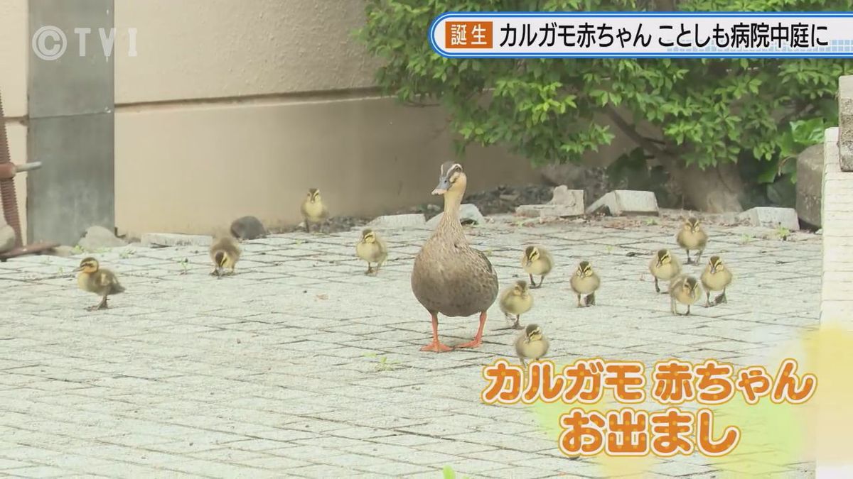 【カルガモの赤ちゃん　病院の中庭でよちよち歩き】岩手