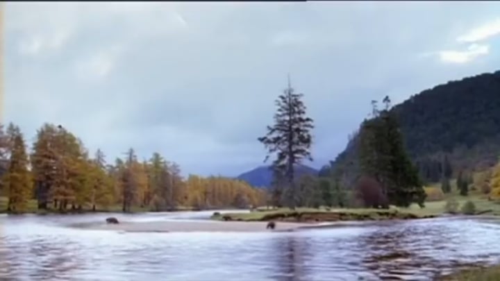 スロバキアのクマとの状況
