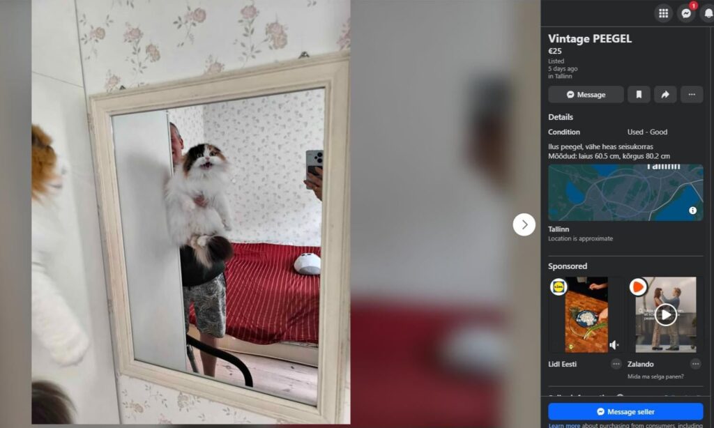 猫の顔はすべてを言います