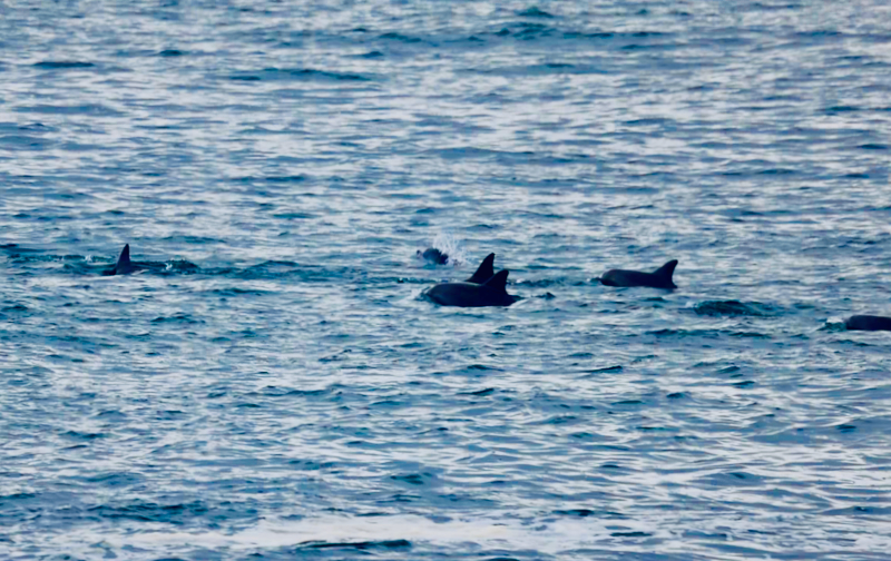 スクリーンショット 2025-05-22 5.16.48