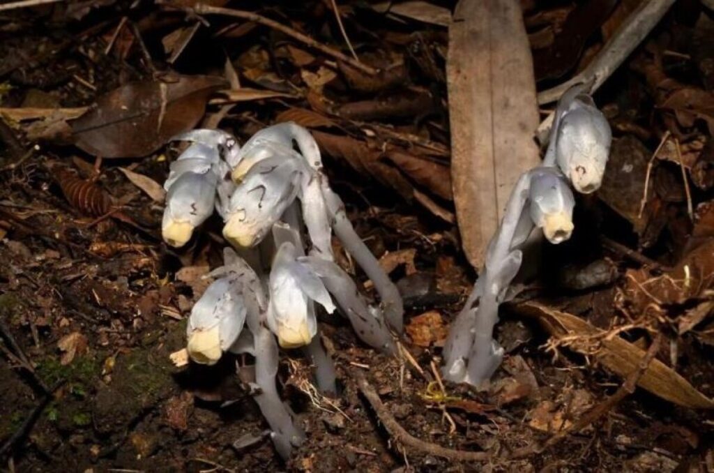 中国貴州省で珍しい「幽霊の花」発見