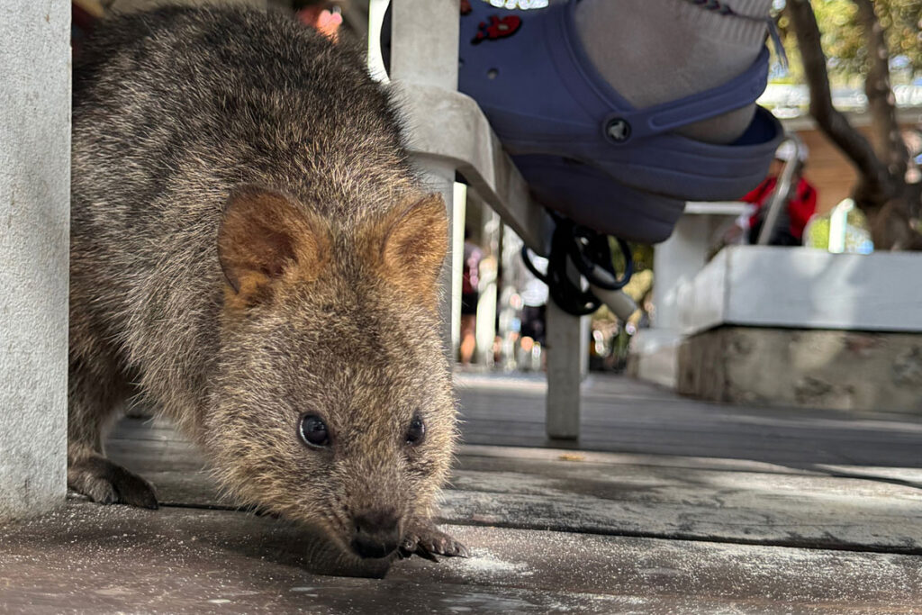 西オーストラリア州・パース　絶景とキュートな動物に癒やされる、こころほどける旅 | 朝日新聞デジタルマガジン＆[and]
