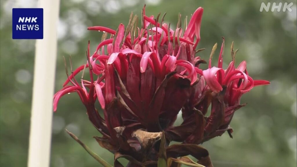 “10年に一度開花” ガイミアリリー 約40cmの花が咲く 名古屋