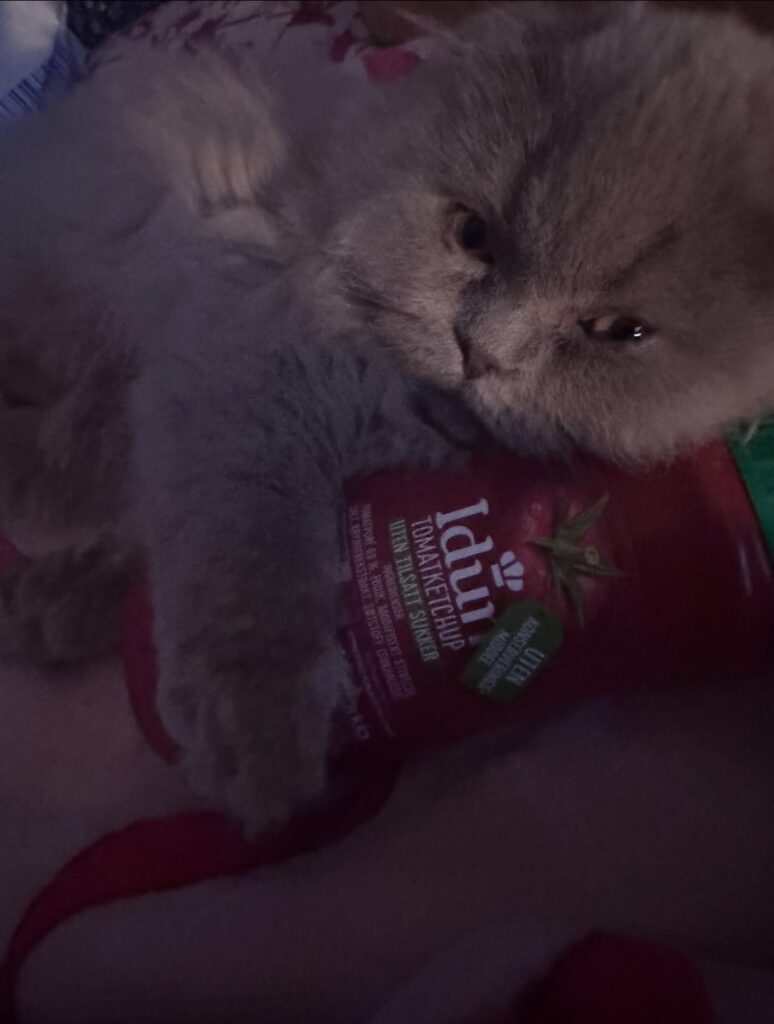 こんにちは、私はアメリカ出身で、私の子猫はあなたのケチャップボトルで抱きしめるのが好きです