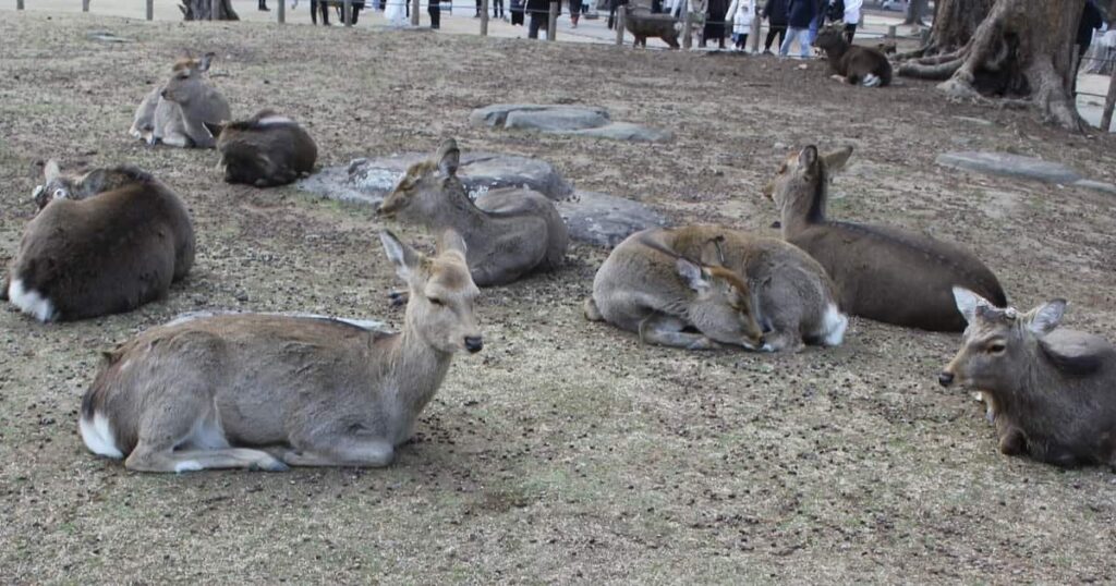 「再生数伸びると…」奈良公園で盗撮疑いで男逮捕　外国人観光客狙いの投稿増