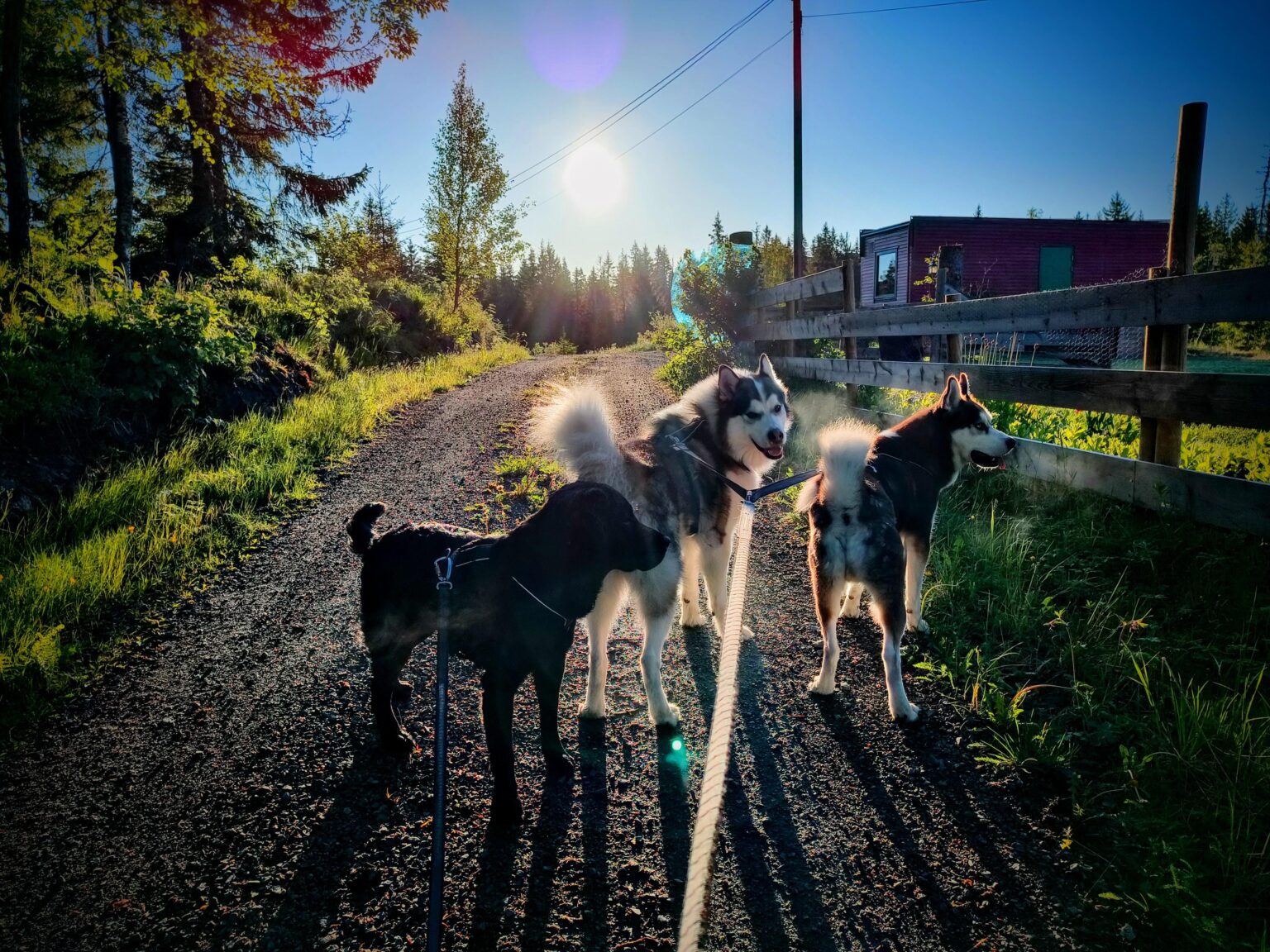 数年前に犬の写真を投稿しましたが、多くの人がAIだと思っていました。それが光の状態のまぐれであり、ポストで編集されていることを証明するために、ここに私の子犬がいる元の犬の2匹がほぼ同じ場所にあります