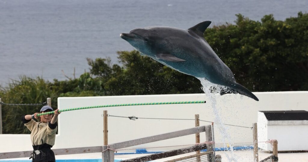 沖縄・美ら海水族館のイルカ、飼育50年に 国内最年長