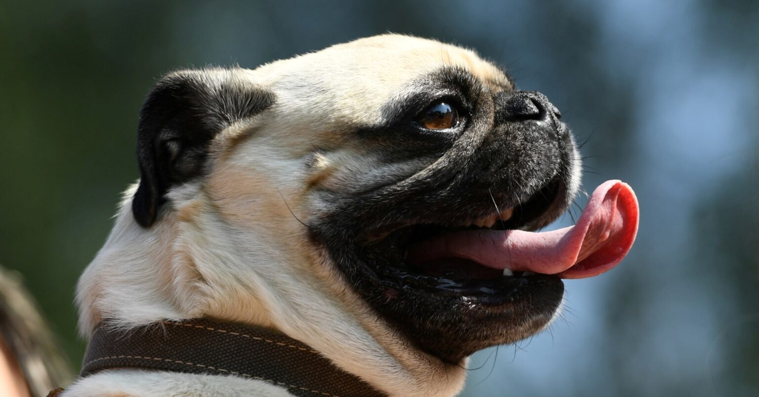 New dog walking rule in Germany leaves owners scratching their heads