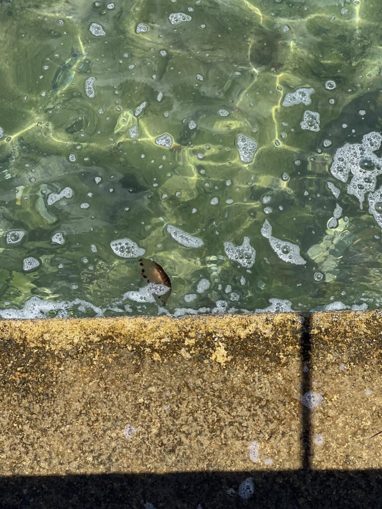 クラゲ